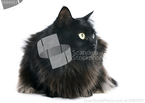 Image of black cat