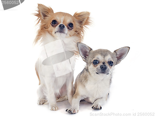 Image of chihuahuas