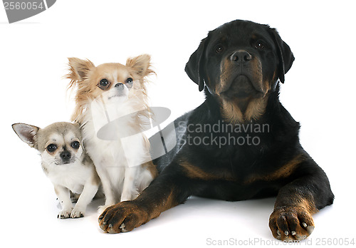 Image of three dogs