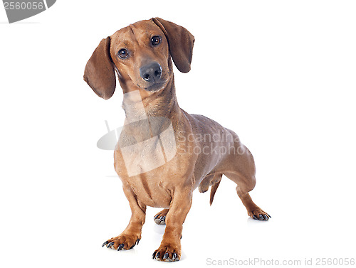 Image of dachshund dog