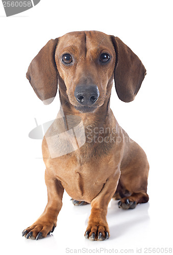 Image of dachshund dog