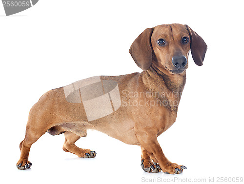 Image of dachshund dog