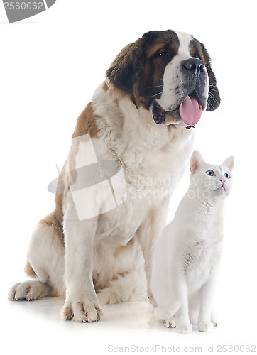 Image of Saint Bernard and cat