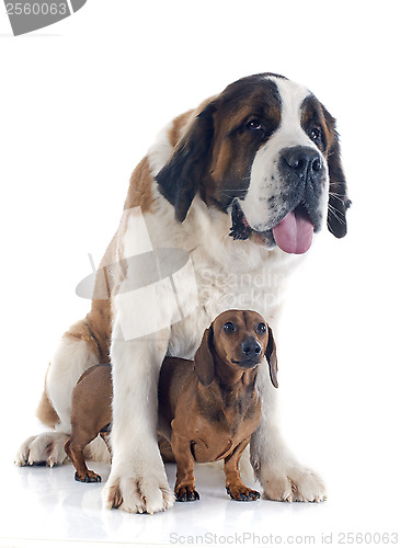 Image of Saint Bernard and dachshund dog