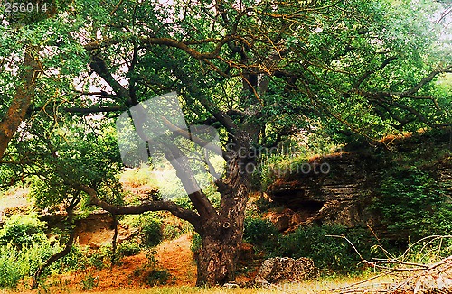 Image of oak