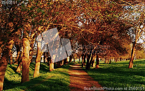 Image of ash garden