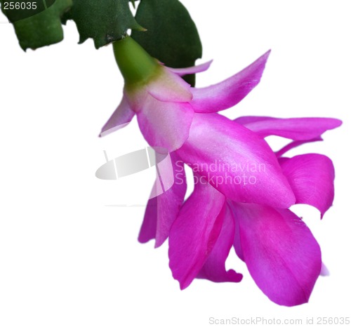 Image of Bloomer