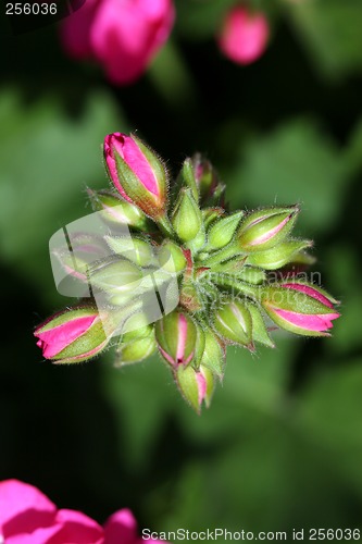 Image of Budding Geraniums