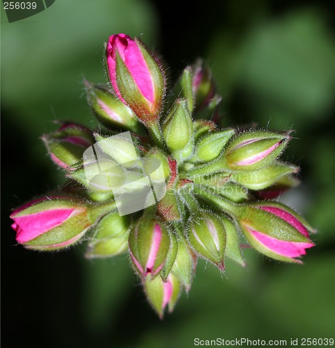 Image of Spring Buds