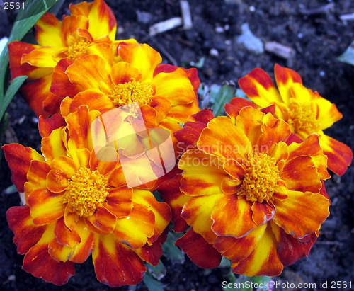 Image of Flower beauties