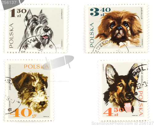 Image of Dogs on Polish postage stamps