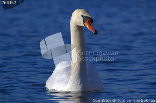 Image of Swan