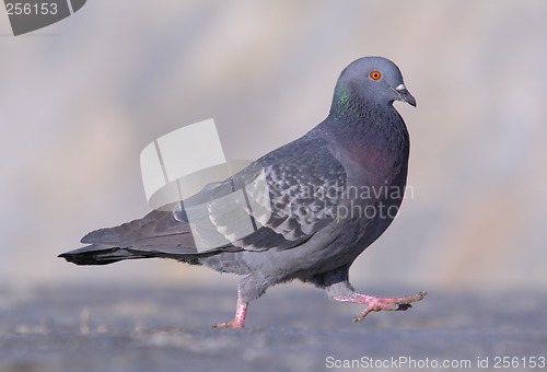 Image of Pigeon