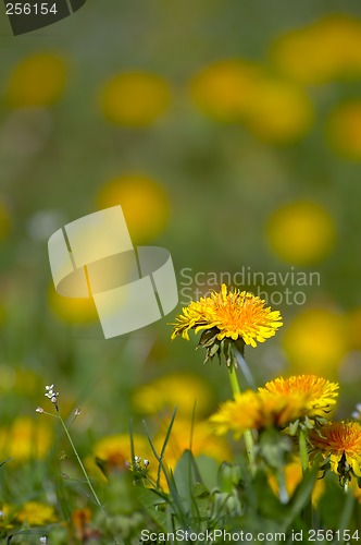 Image of Dandelion