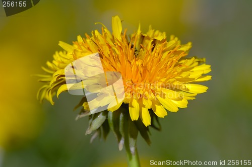 Image of Dandelion detail