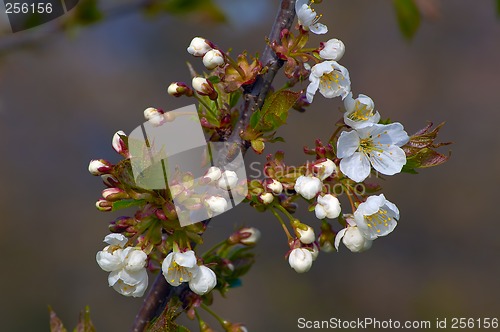 Image of Cherry blossom