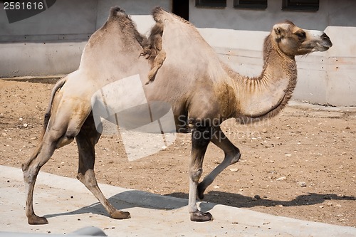 Image of Camel