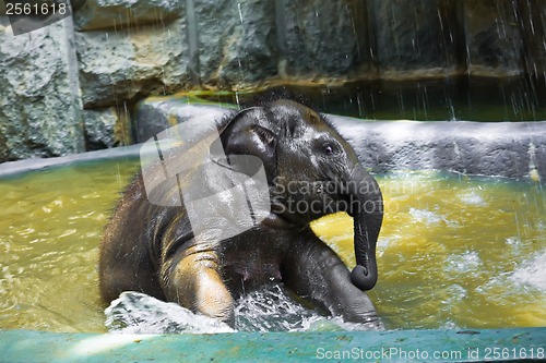 Image of Elephant