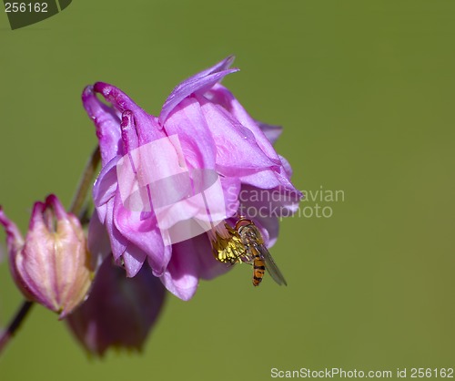 Image of Bee on flower