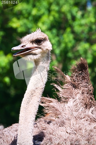 Image of Ostrich