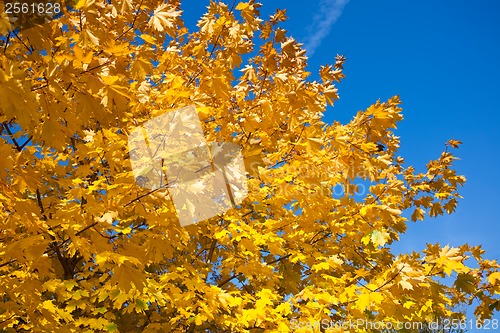 Image of Autumn