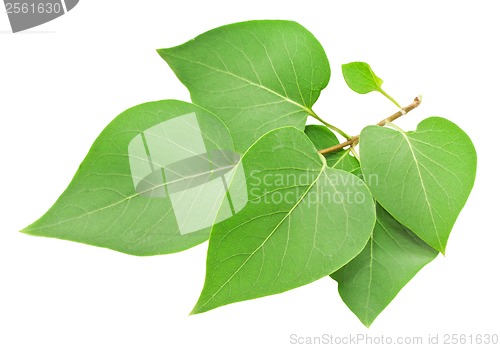 Image of Green leaf