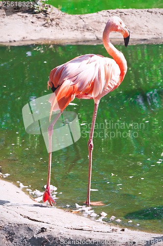 Image of Flamingo