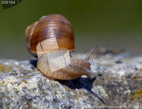 Image of Snail