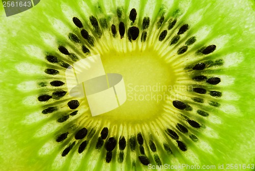 Image of Kiwi