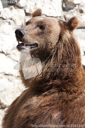 Image of Bear