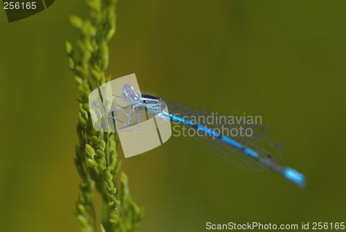 Image of Blue dragonfly