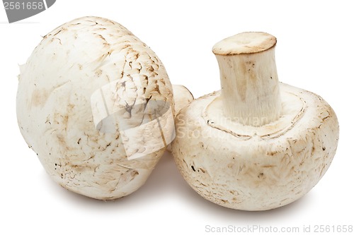 Image of Champignon mushrooms