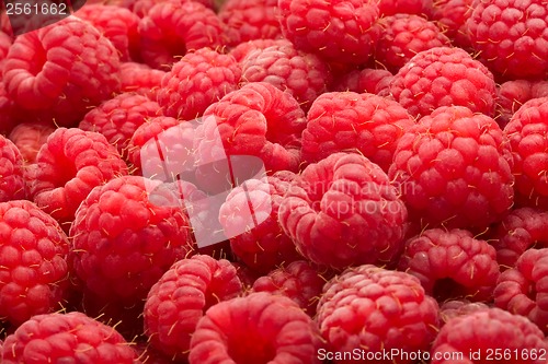 Image of Raspberries