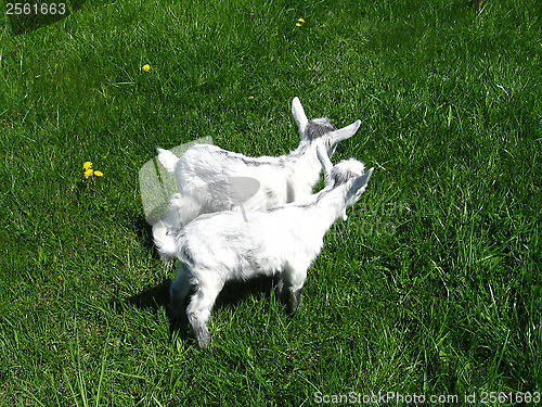 Image of Goat kids on the pasture