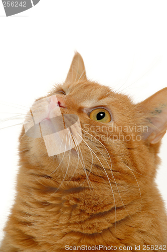 Image of Cat is looking up.