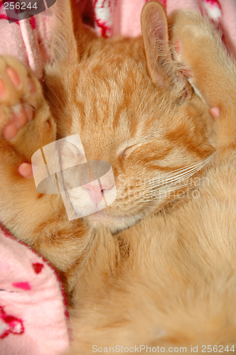 Image of sleepy sweet kitten