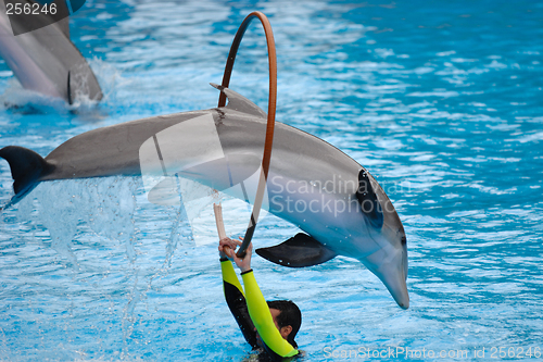 Image of Dolphin jumping through a ring