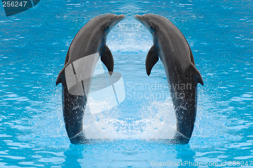 Image of Dolphin twins