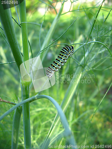 Image of Caterpillar of the butterfly machaon