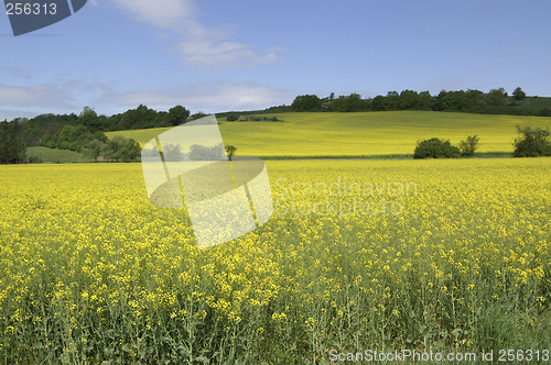 Image of Rape field