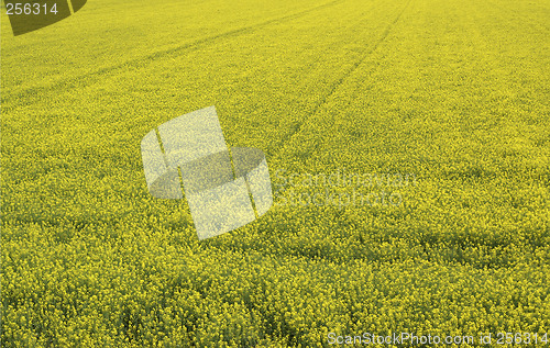 Image of Rape field