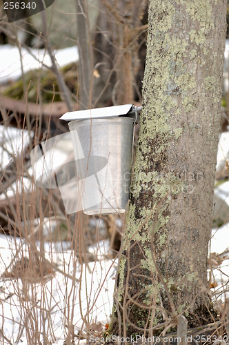 Image of New England Maple Sugar Tapping