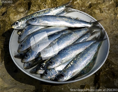 Image of sardines