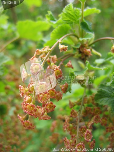 Image of ribes rubrum, red