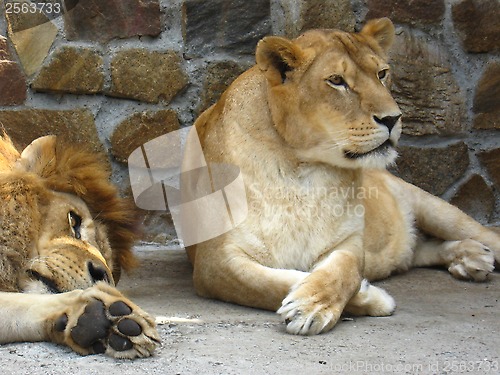 Image of Lion and a lioness have a rest