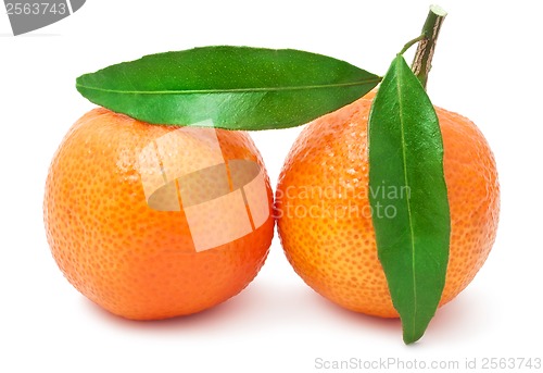 Image of Tangerines