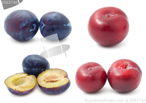 Image of Plum