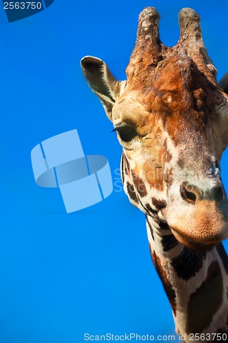 Image of Giraffe