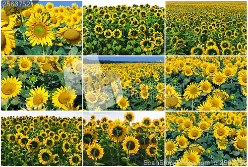 Image of Sunflowers