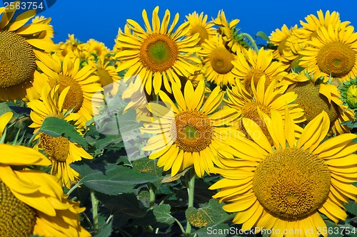 Image of Sunflowers
